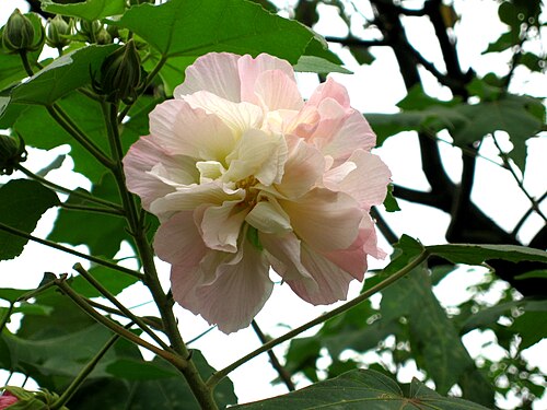 부용