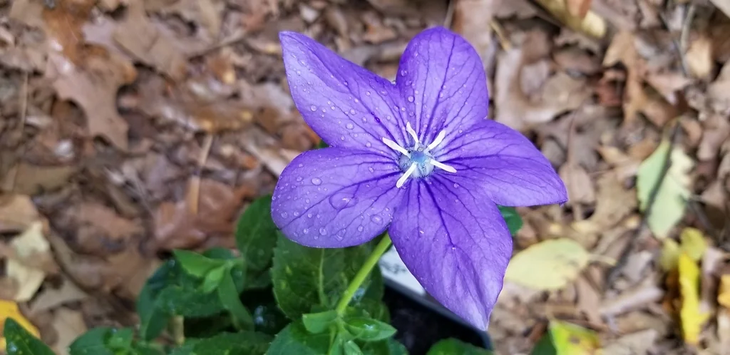 도라지 · flat, bell-shaped, bluish-purple bloom with 5 pointed lobes