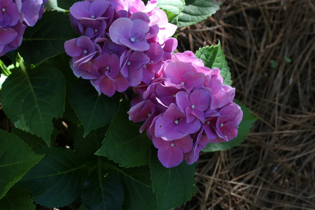 수국 · flowers, Cabarrus County, NC