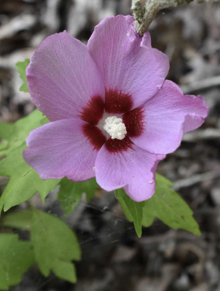 무궁화 · Hibiscus syriacus