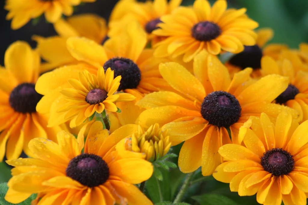 루드베키아 · Rudbeckia Hirta