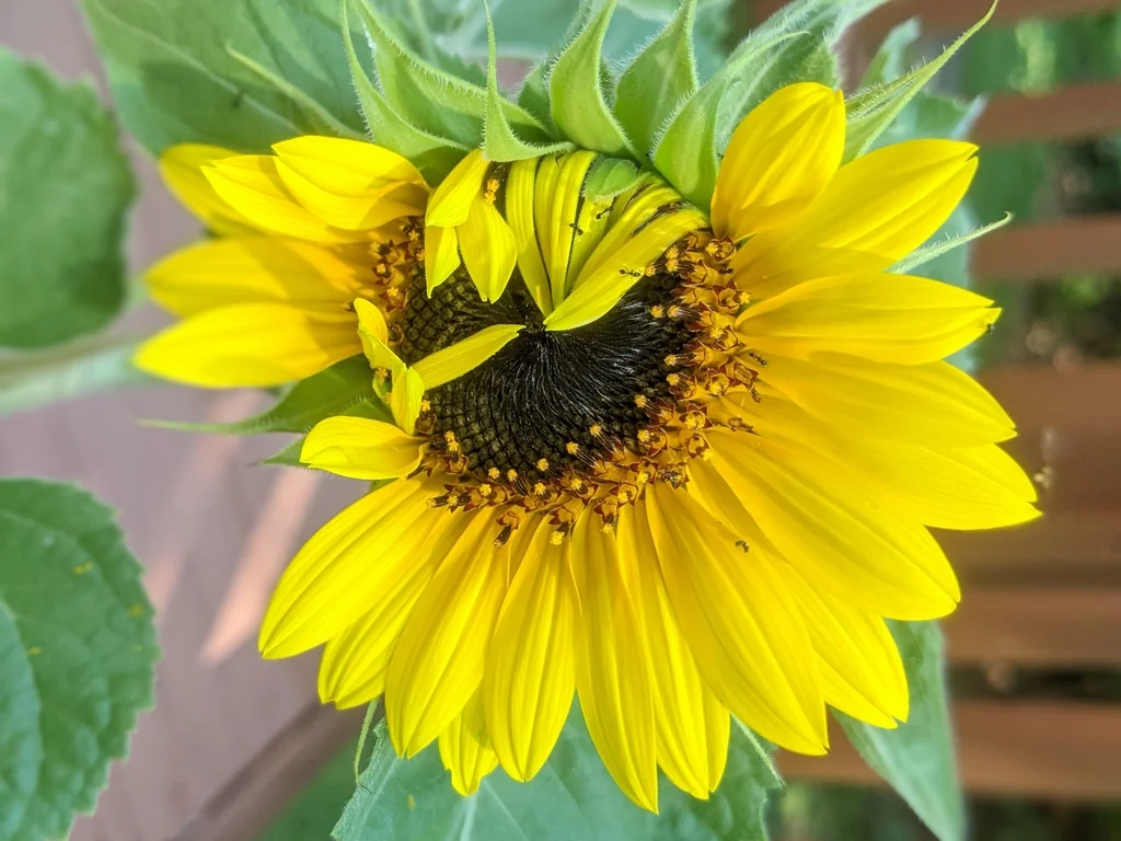해바라기 · 'Henry Wilde' flower opening