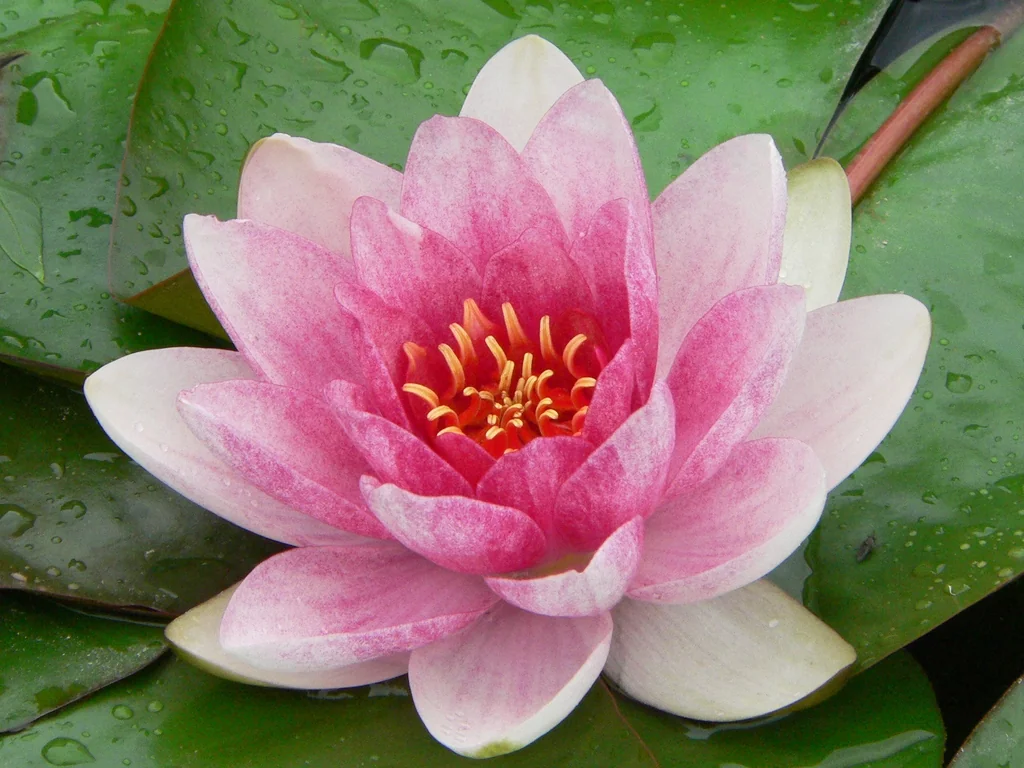 수련 · Pink flower detail