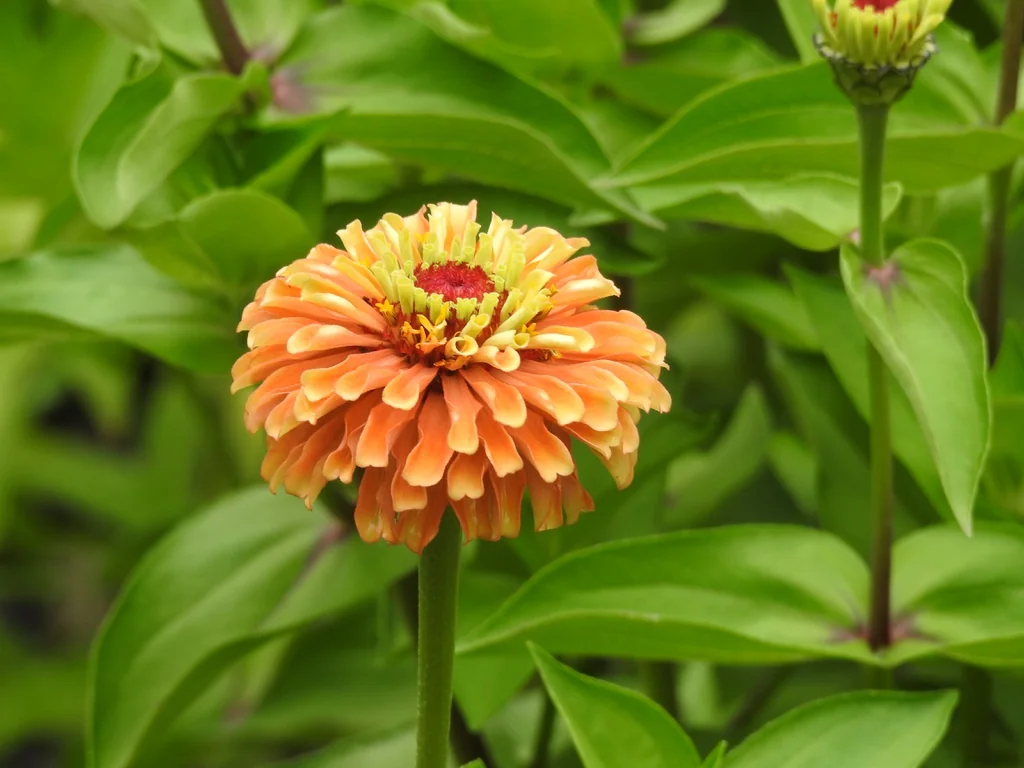 백일홍 · Zinnia elegans 'Queeny Lime Orange' flower